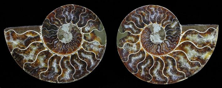 Polished Ammonite Pair - Agatized #59453